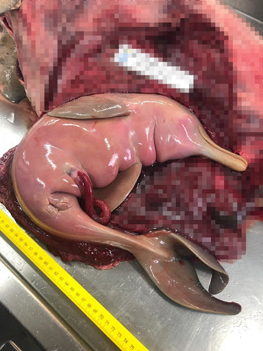 TAVA GRÁVIDA: PESQUISADORES CONFIRMAM QUE TONINHA ENCONTRADA NA PRAIA DO TABULEIRO EM BARRA VELHA MORREU POR AFOGAMENTO