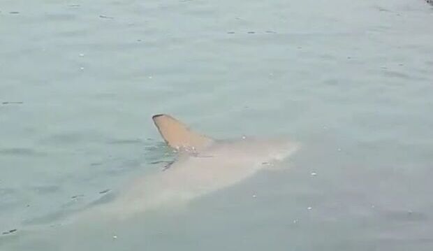 Fazendo digestão: Tubarão-martelo avistado em Balneário Camboriú estava procurando pequenos peixes para se alimentar