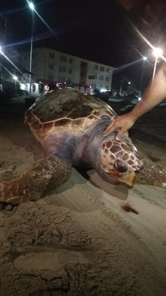 NA PRAIA DAS CANOAS: TARTARUGA É ENCONTRADA MORTA NA PRAIA CENTRAL DE BARRA VELHA