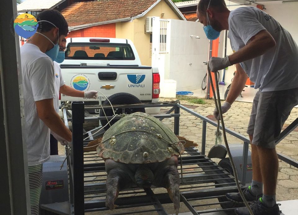EMALHADA: TARTARUGA ENCONTRADA MORTA EM BARRA VELHA É RECOLHIDA POR EQUIPE DO PMP-BS DE PENHA