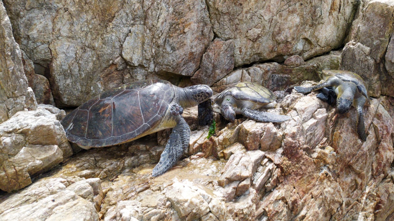 VIROU ROTINA: QUATRO TARTARUGAS SÃO ENCONTRADAS MORTAS NO COSTÃO DA PRAIA DA PACIÊNCIA EM PENHA