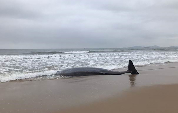Barra Velha: Baleia-bicuda é encontrada morta na Praia do Tabuleiro