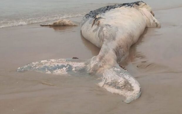Itapoá: Baleia-jubarte é encontrada morta na praia da Barra do Saí