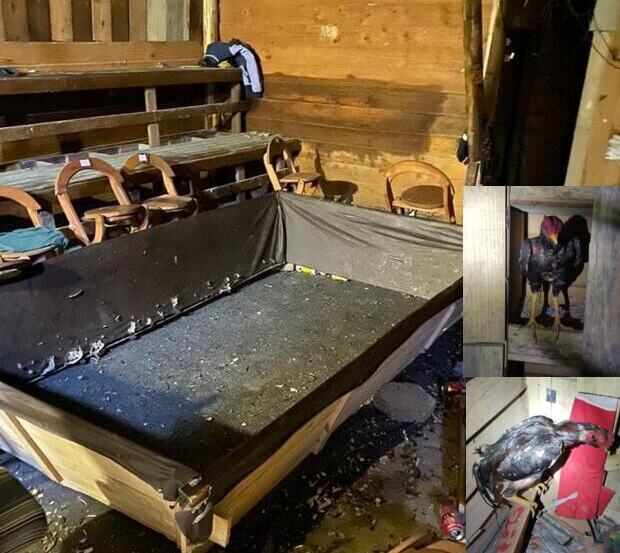 Maus-tratos: Polícia Militar fecha “rinha de galos” que funcionava nos fundos de um bar no bairro Itaipava em Itajaí