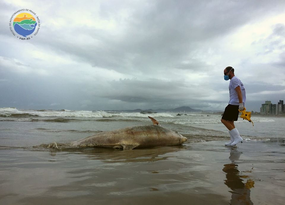 NA PRAIA DO GRAVATÁ: GOLFINHO-NARIZ-DE-GARRAFA É ENCONTRADO MORTO NA PRAIA DE NAVEGANTES