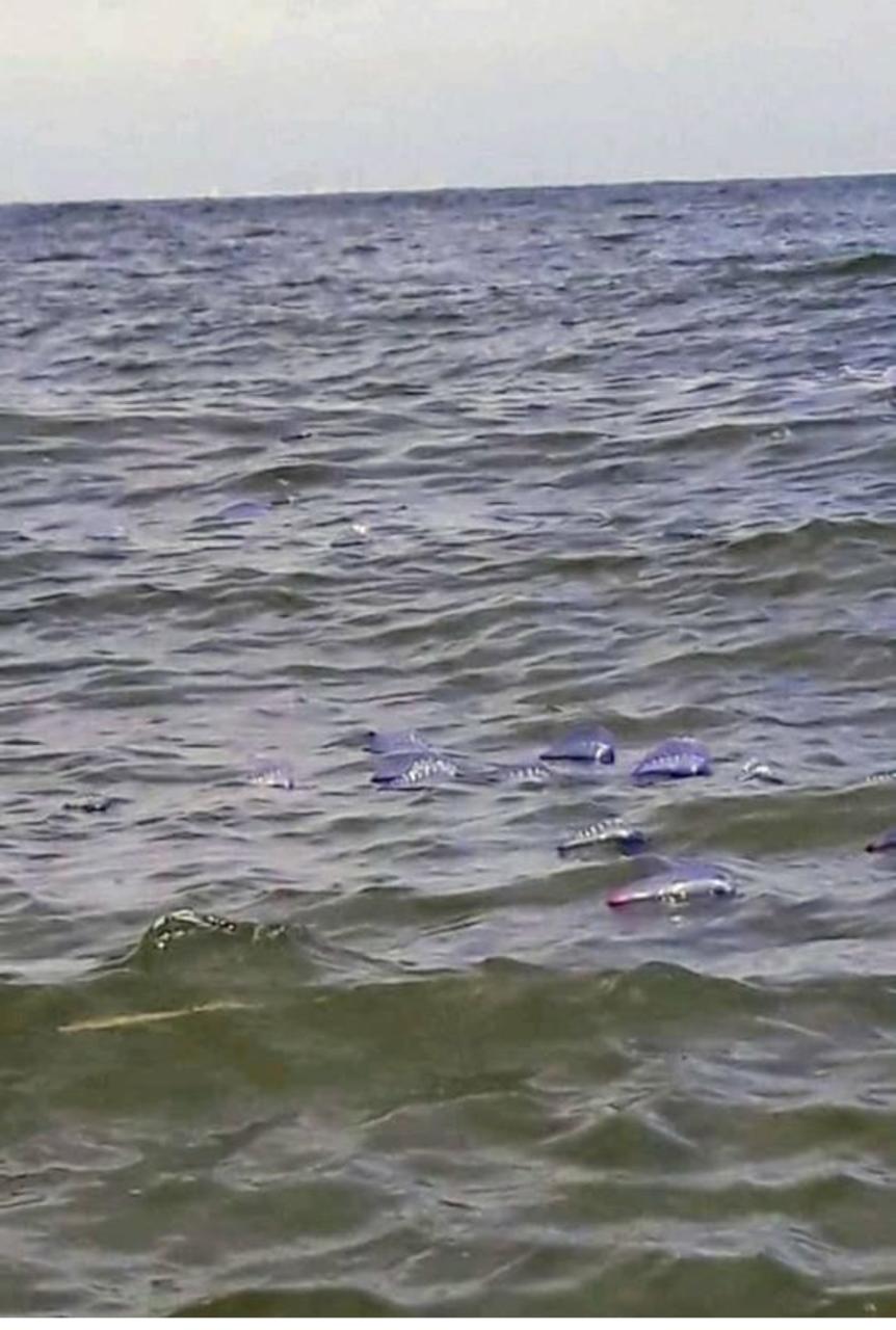CUIDADO: PESCADOR FLAGRA INÚMERAS CARAVELAS PORTUGUESAS NA PRAIA DO TRAPICHE NA ARMAÇÃO EM PENHA