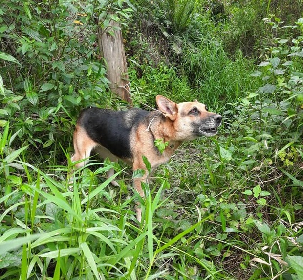 Barra Velha: Cachorro é encontrado amarrado e abandonado no meio da mata no bairro Medeiros