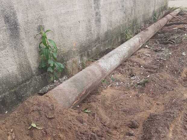 Navegantes: Cachorro morre após ataque de abelhas no Centro da cidade