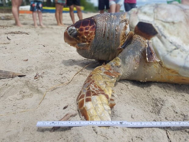 No feriadão: 19 animais marinhos são encontrados mortos nas praias da região