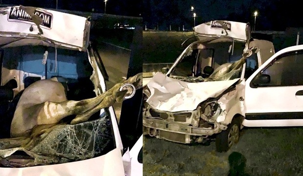 Foi parar dentro da cabine: Dois cavalos soltos na rodovia morrem após atropelamento na BR-101 em Balneário Camboriú