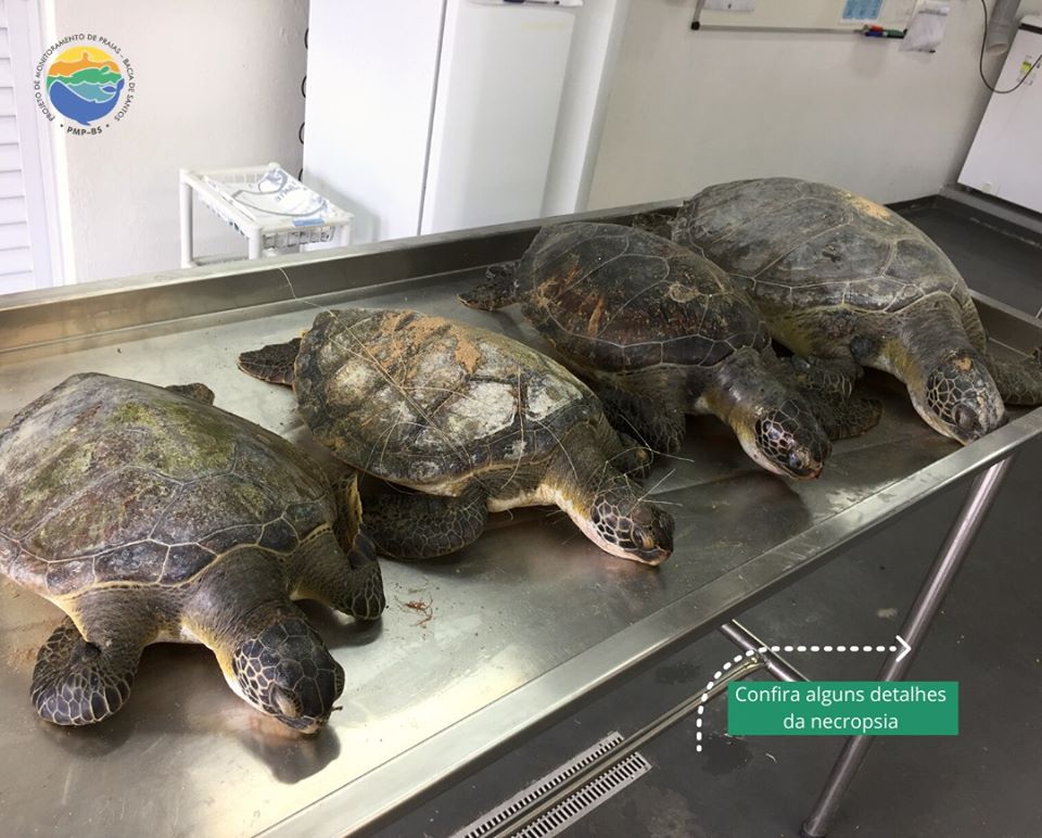 MORRERAM AFOGADAS: TARTARUGAS ENCONTRADAS NO COSTÃO DA PRAIA DA PACIÊNCIA MORRERAM POR ASFIXIA