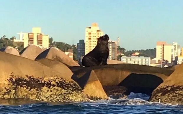 Barra Velha: Leões-marinhos são flagrados veraneando em laje de pedras na praia Central