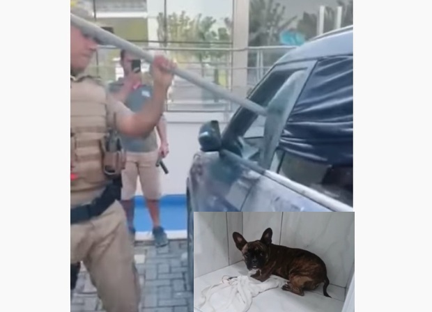 Balneário Camboriú: Homem é preso por deixar cachorro dentro de carro fechado por três horas