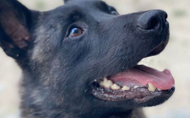 Dedurado pelo K9: Cão farejador flagra home com droga em uma bolsa na Delegacia Regional de Itajaí