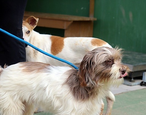 Balneário Piçarras promove castração gratuita de animais amanhã
