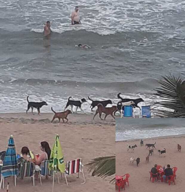 É o Amor: Cães invadem Praia Central de Barra Velha e disputam fêmea sedutora