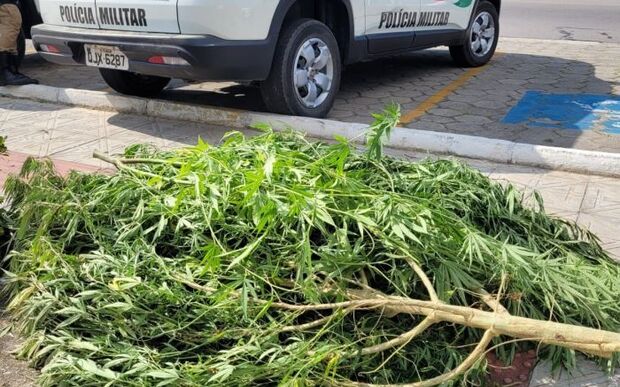 Consumo Próprio: PM encontra pé de maconha de dois metros de altura em residência do bairro Nova Descoberta em Tijucas
