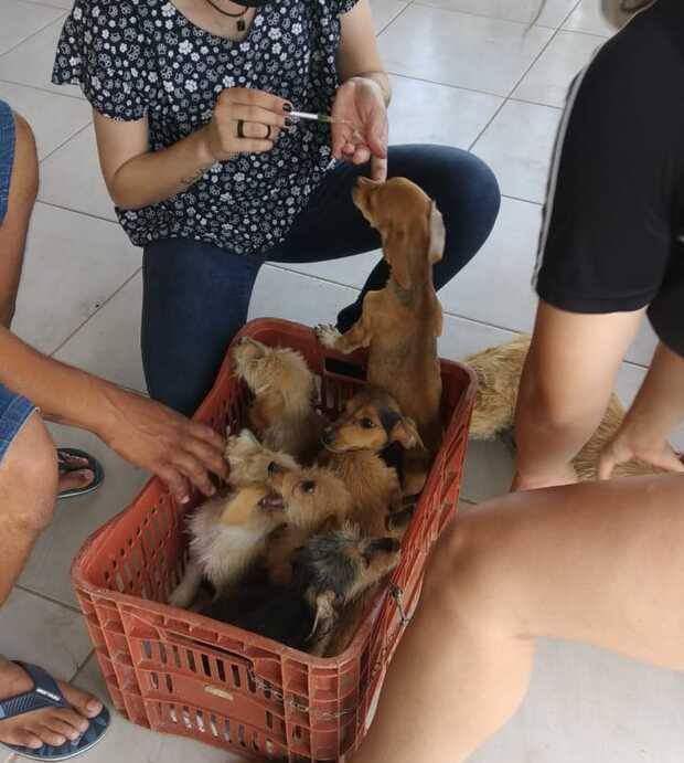 Prefeitura de Balneário Piçarras castrou de 171 animais no bairro Itacolomi