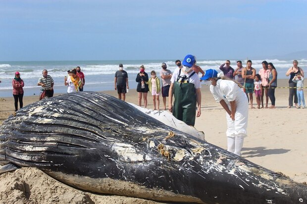PMP-BS registra em 2021 mais de 15 mil animais marinhos nas praias de SC, PR, SP e RJ