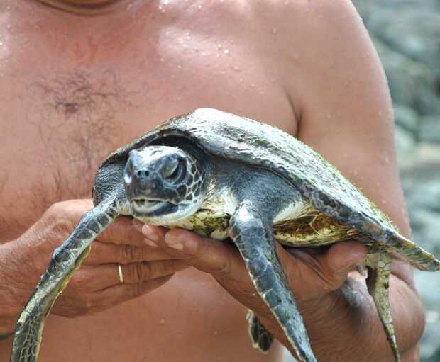 Penha: Tartaruga-verde é resgatada na praia da Saudade