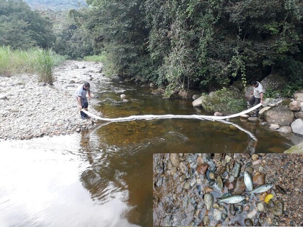 Garuva: Peixes morrem no rio São João após contaminação por ácido sulfúrico