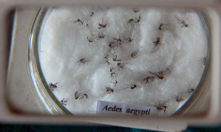 Penha prepara ações para controlar crescimento de focos do Aedes Aegypti