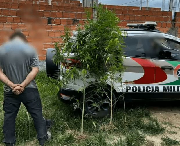 Penha: Jovem é preso por cultivar três pés de maconha no quintal de casa na localidade da Vila Olaria