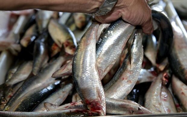 Safra da sardinha 2022 inicia com meta de capturar 30 mil toneladas