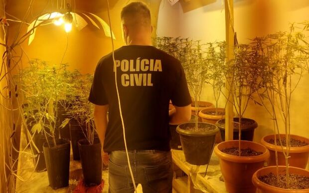 Produção Caseira: Polícia Civil encontra estufa com 60 mudas de pés de maconha