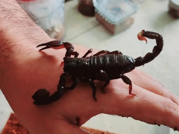 Puro Hobby - Polícia Ambiental apreende 64 aranhas e três escorpiões em casa de morador de Joinville