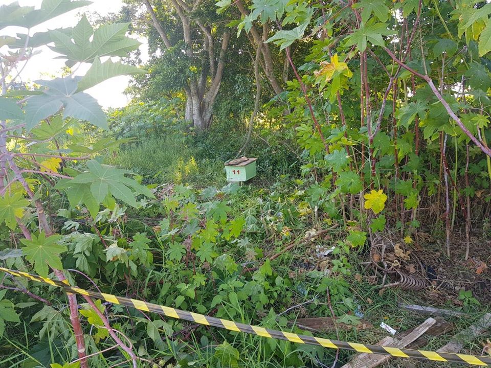 EM NAVEGANTES: CORPO DE BOMBEIROS ISOLA ÁREA ONDE DOIS HOMENS MORRERAM APÓS ATAQUE DE ABELHAS AFRICANAS
