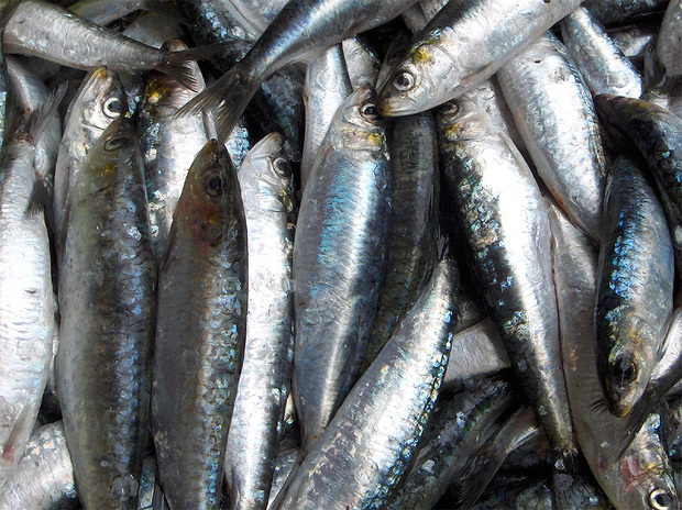 Dia 14 - Prefeitura de Barra vai distribuir oito toneladas de sardinha de graça