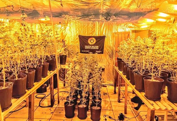 Penha – PM estoura estufa com plantação de skank no bairro Nossa Senhora de Fátima e dois são presos