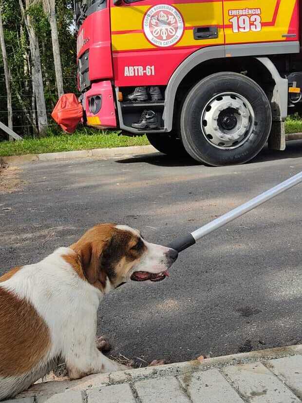 Balneário Piçarras - Bombeiros resgatam cachorro ilhado em mangue do rio Piçarras