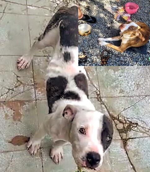 Penha – Homem é preso em flagrante por maus tratos a animais