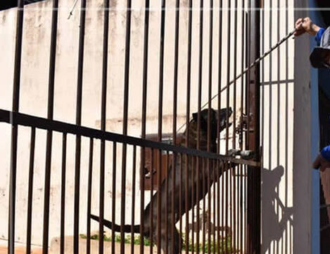 Encontros discutem alternativas para reduzir ataques de cães a leituras da Águas de Penha