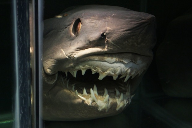 Balneário Piçarras - Museu Oceanográfico oferece entrada gratuita na próxima quarta-feira (18)