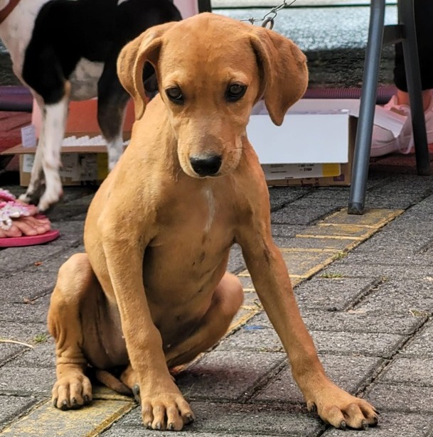 Balneário Piçarras - Abertas inscrições para mutirão de castração gratuita de cães e gatos
