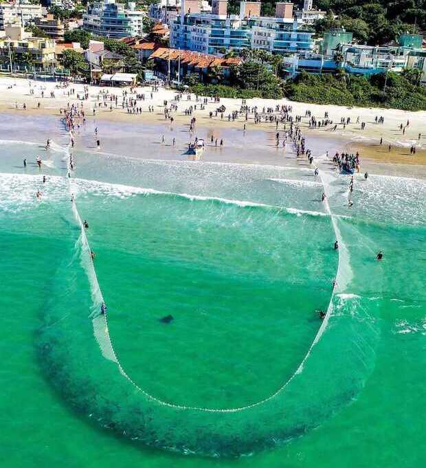 Deu Tainha – Domingo com captura de mais de 13 mil tainhas nas praias de Bombinhas e Balneário Camboriú