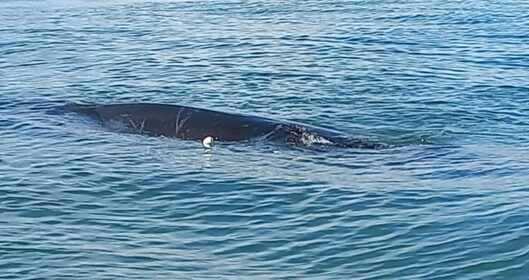 Balneário Piçarras - Baleia-jubarte de oito metros se enrosca em rede de pesca e é salva por bombeiros e pescadores