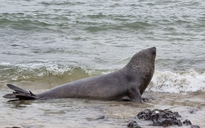 Tá passeando - Elefante-marinho visita praia Vermelha, em Penha