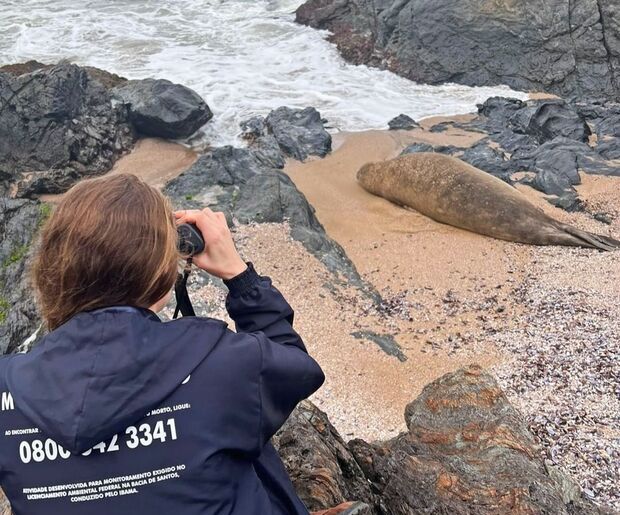 Penha - Elefante-marinho descansa no costão na Praia Vermelha