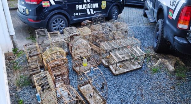 Joinville - Homem é preso com mais de 30 aves silvestres mantidas em cativeiro