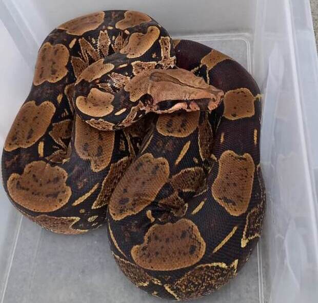 Susto - Jiboia de quase 2 metros é encontrada em empresa de Gaspar