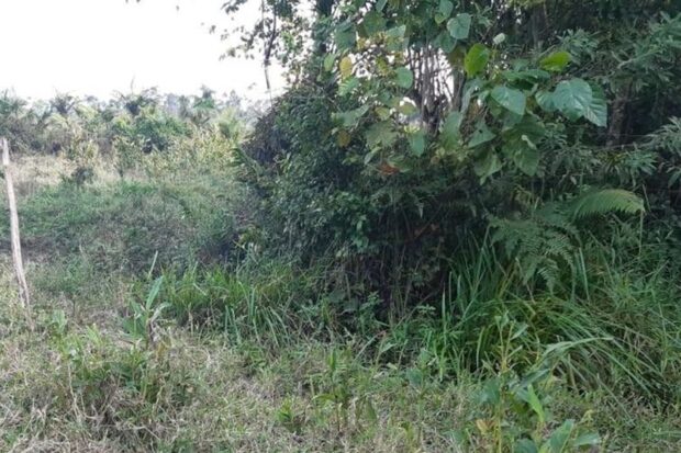 Joinville – Corpo de homem é encontrado por crianças em mata no Jardim Paraíso