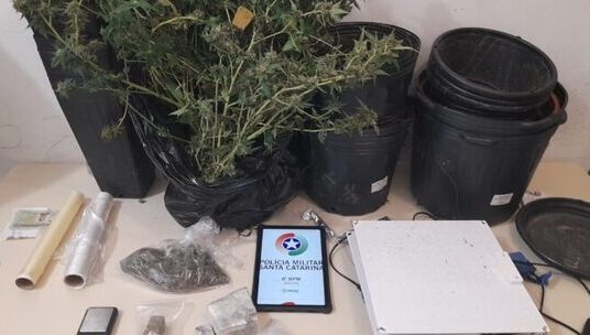 Joinville - Polícia descobre quase 30 pés de maconha cultivados dentro de quarto