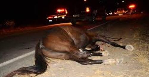 Itajaí – Motociclista fica em estado grave ao colidir em cavalo solto na rodovia Antônio Heil