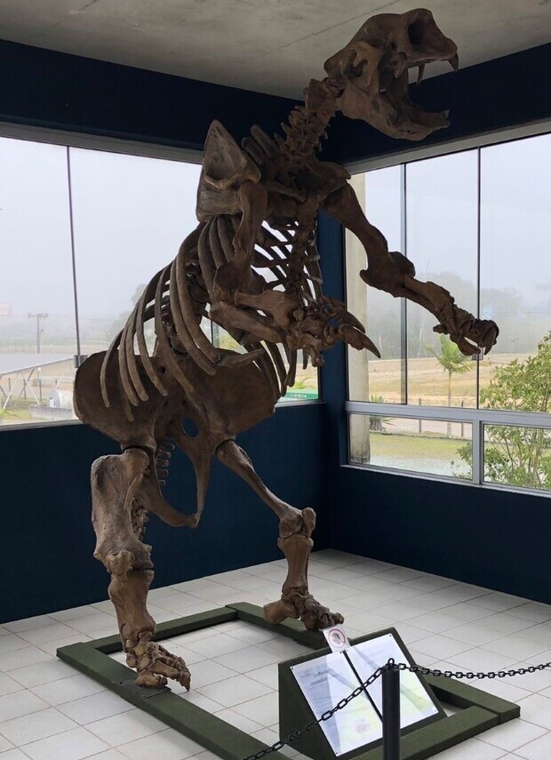 Balneário Piçarras - Esqueleto de Preguiça-Gigante é atração no Museu Oceanográfico