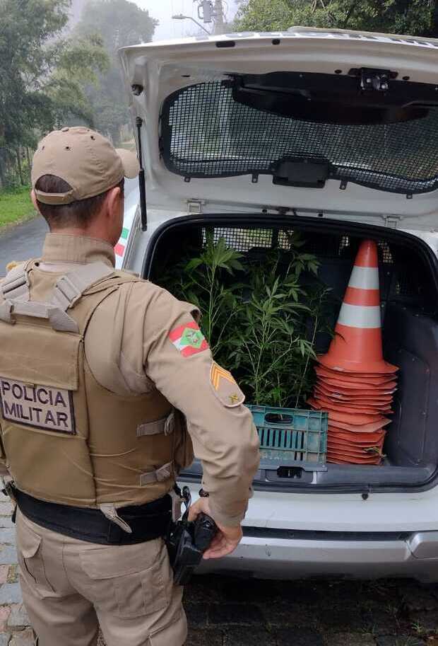 Penha – Polícia Militar flagra plantação de maconha em matagal às margens da Rua Antônio Carlos Konder Reis