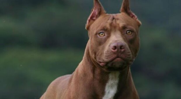 Balneário Piçarras – Bebê de 1 ano e 10 meses é atacado por pitbull
